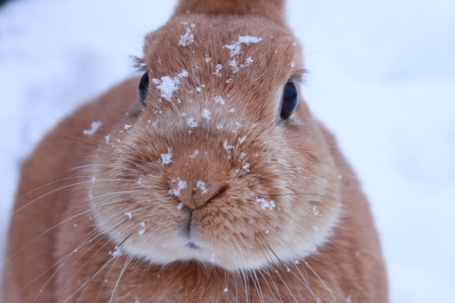 bunny_having_fun_in_the_snow_by_dona4ever_d34c82a-fullview.jpg