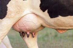holstein-cow-big-udder-full-milk-farm-36627437.jpg