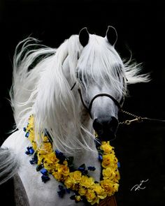 63d9ae837430d60b735a223c2027f50e--pretty-horses-beautiful-horses.jpg