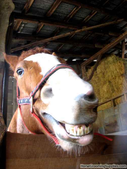 happy-horse.jpg