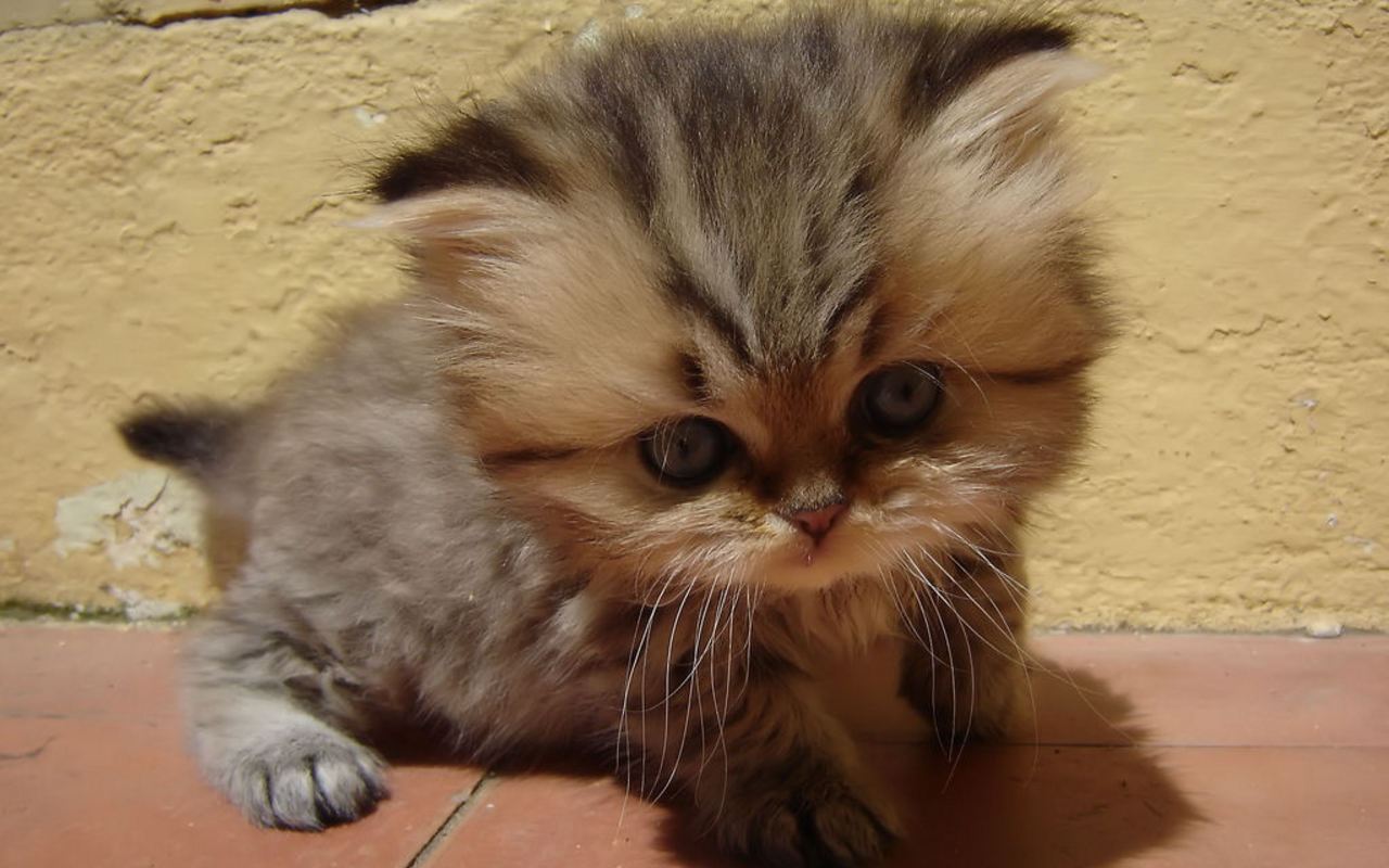 Cute-Kitten-kittens-16096815-1280-800.jpg