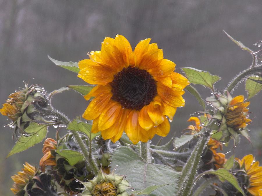 sunflowers-in-the-rain-suzanne-taylor.jpg