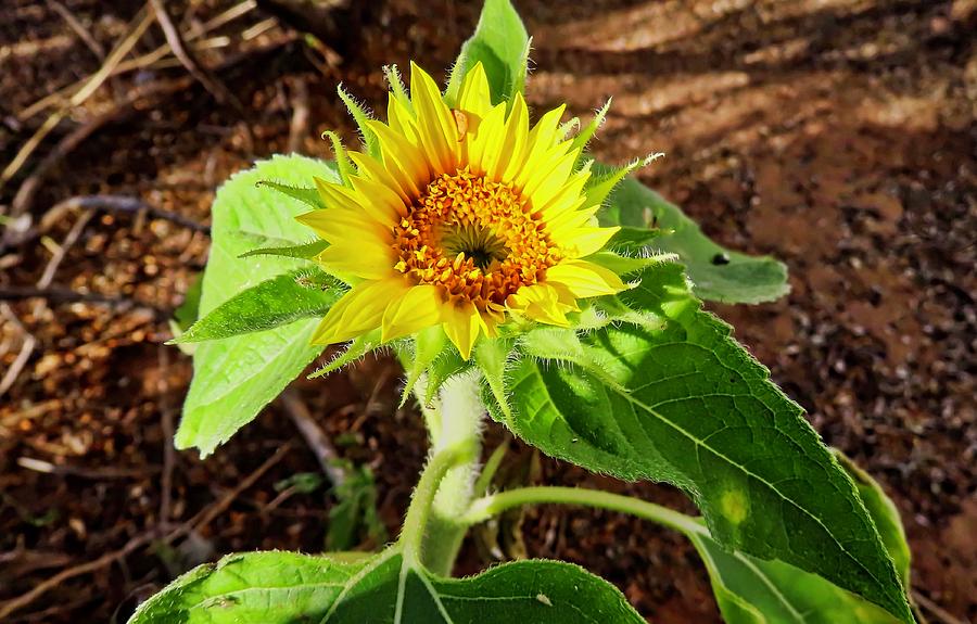 wild-baby-sunflower-judy-kennedy.jpg