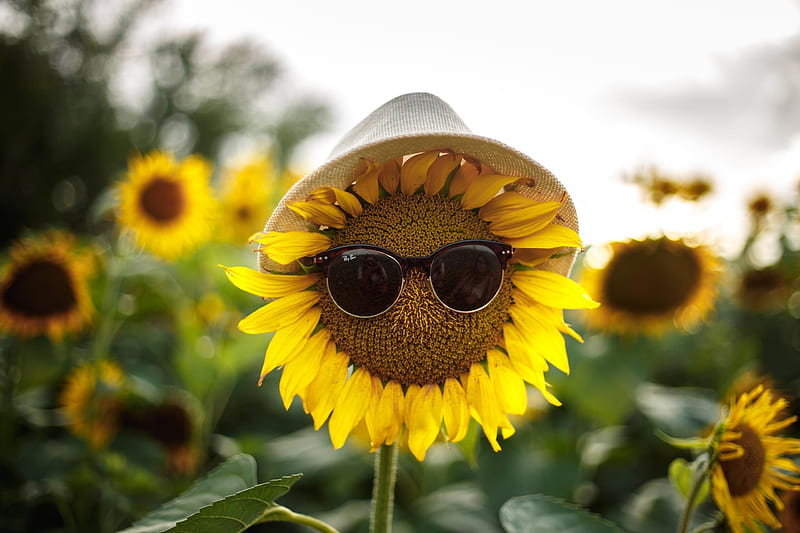 HD-wallpaper-sunglasses-vara-yellow-summer-sunflower-funny-anna-kovaleva-hat.jpg