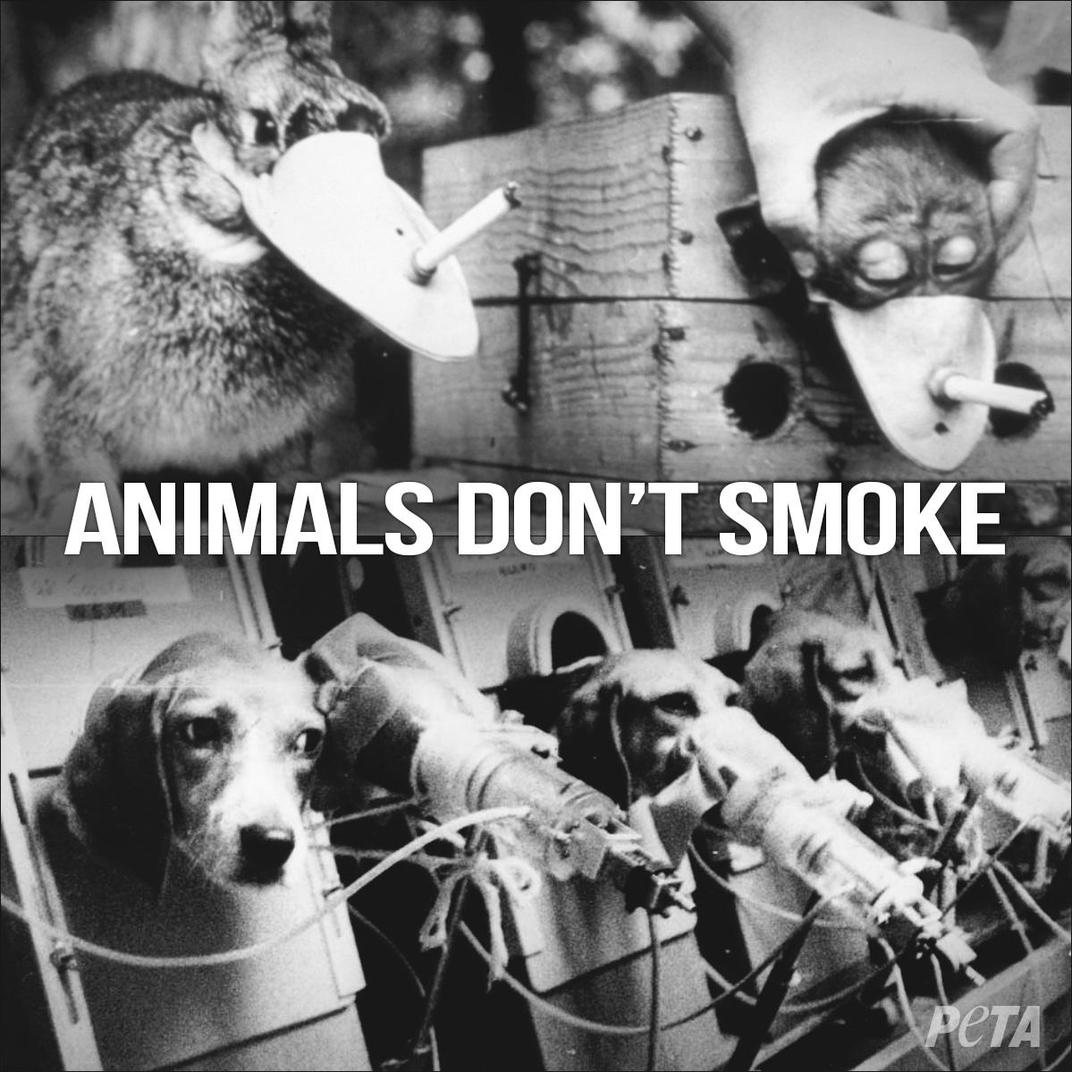 animals-dont-smoke-tierexperimente.jpg