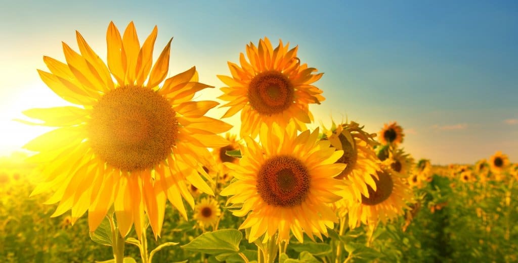 sunflower-1024x521.jpg