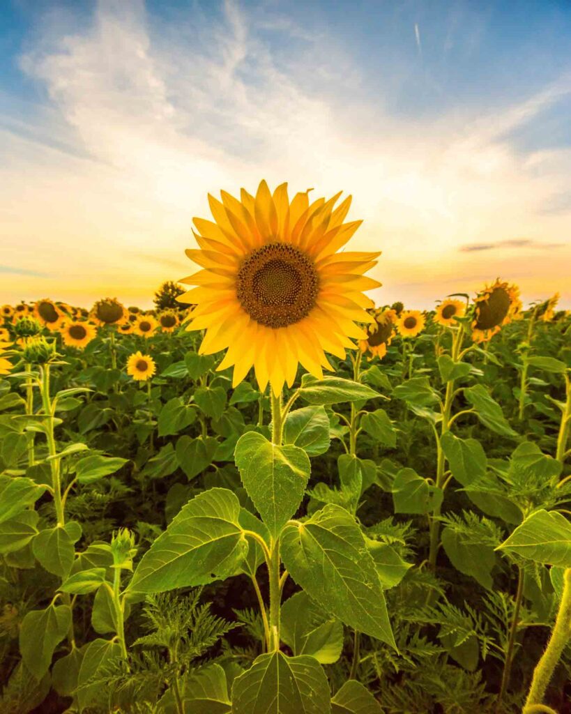 closeup-sunflower-field-819x1024.jpg